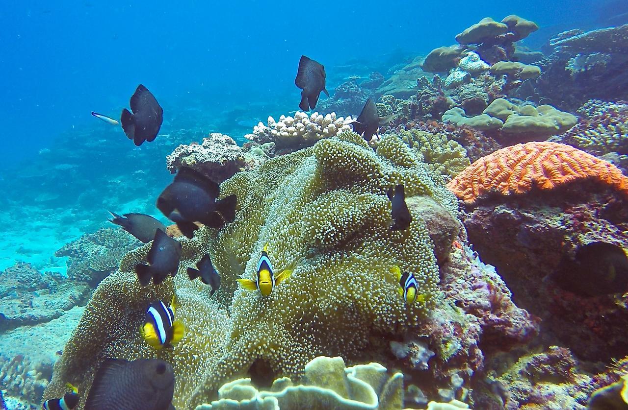 Palau Asu Puri Asu Resort المظهر الخارجي الصورة